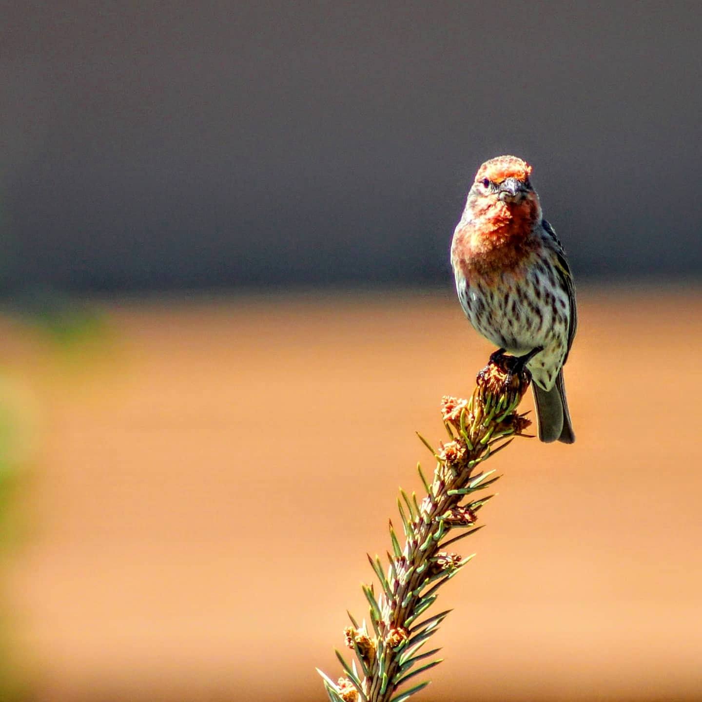Perched