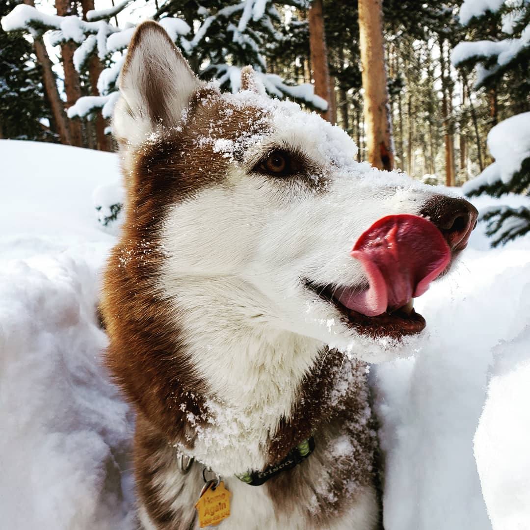 Delicious Snow