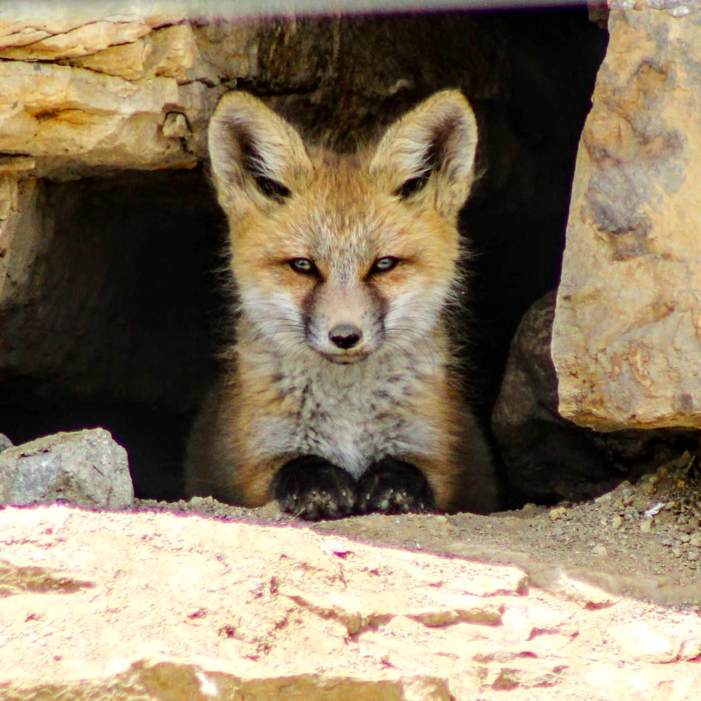 Foxes