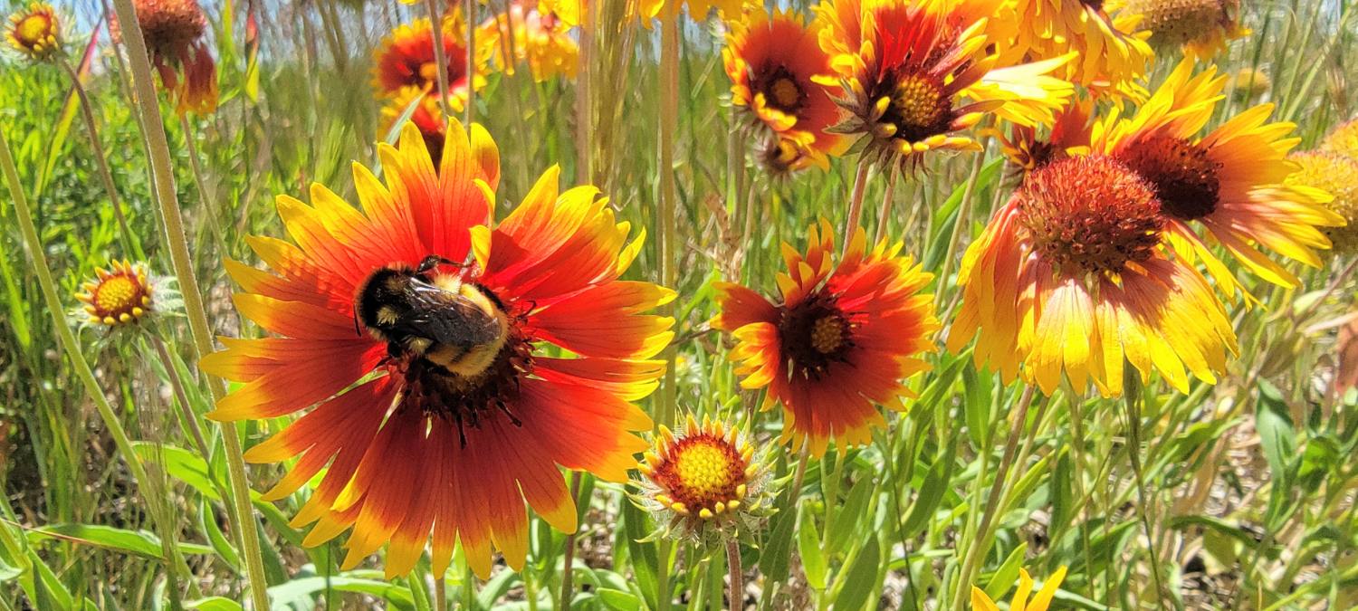 Busy Bee