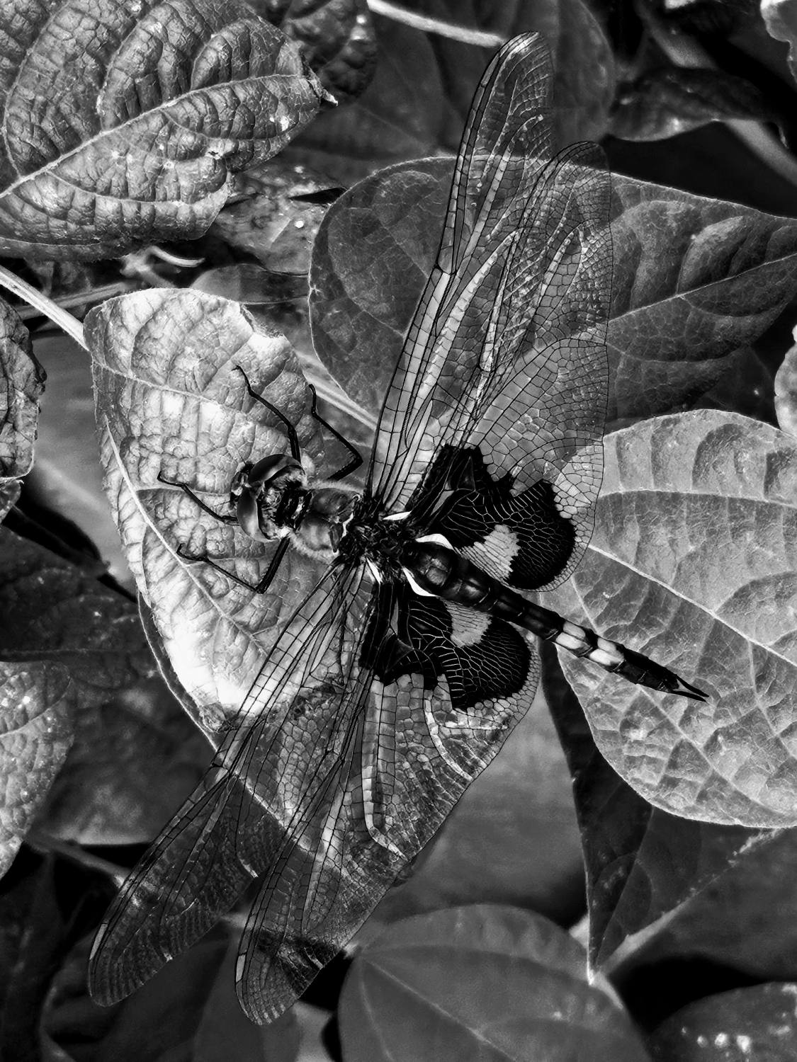Dragonfly
