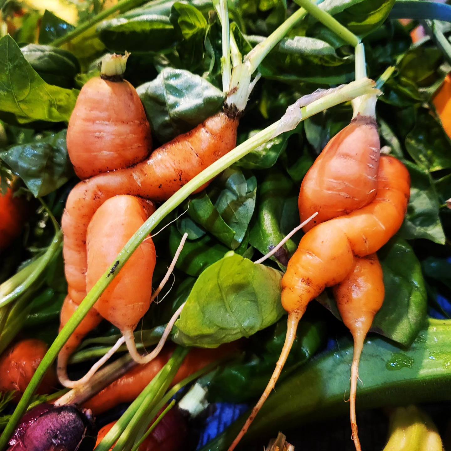 Crazy Carrots