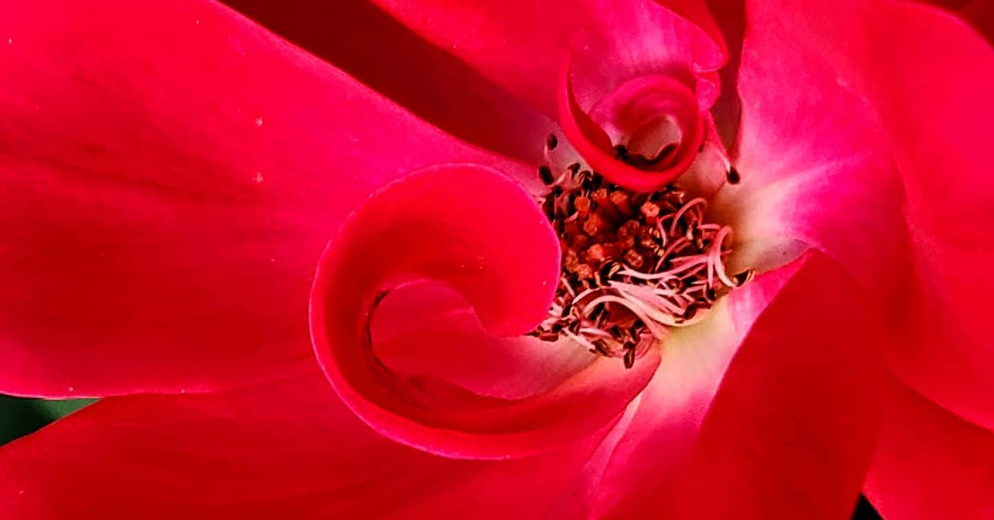 Rose III