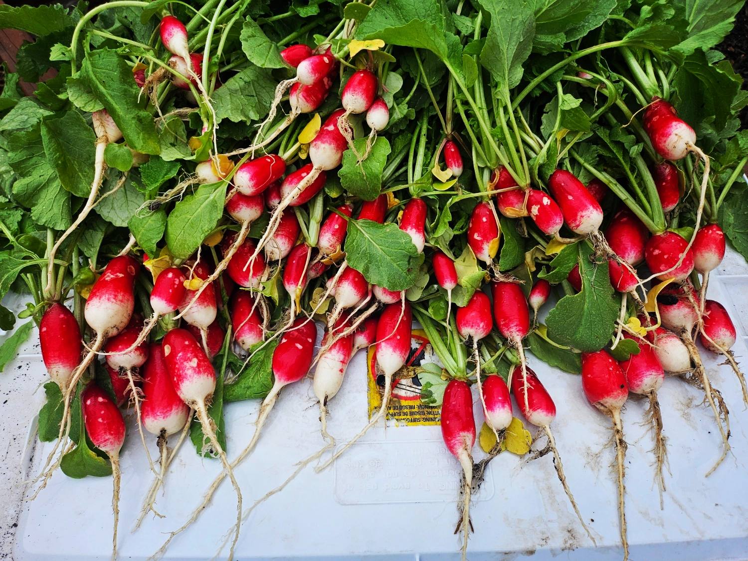 Radish