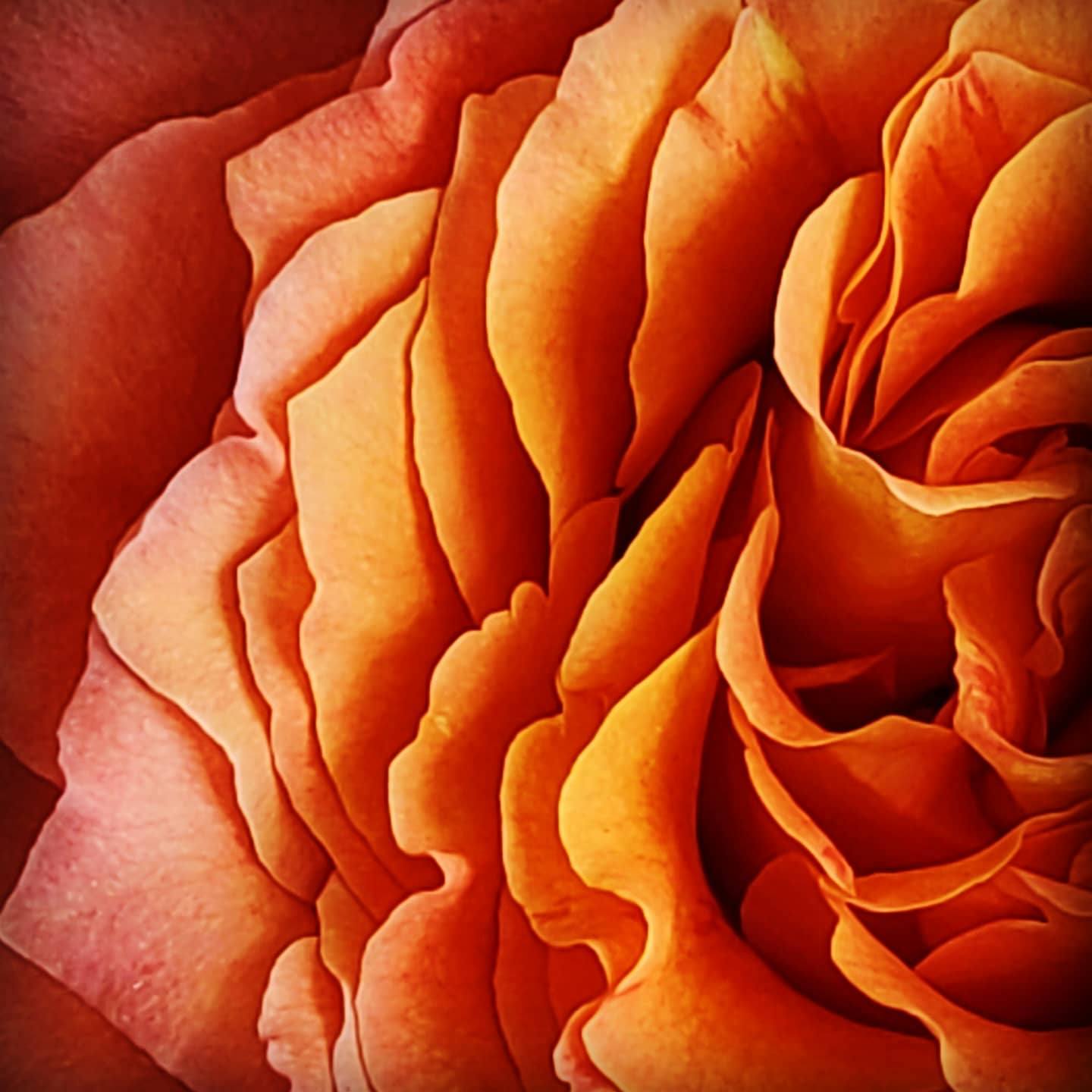 Rose I