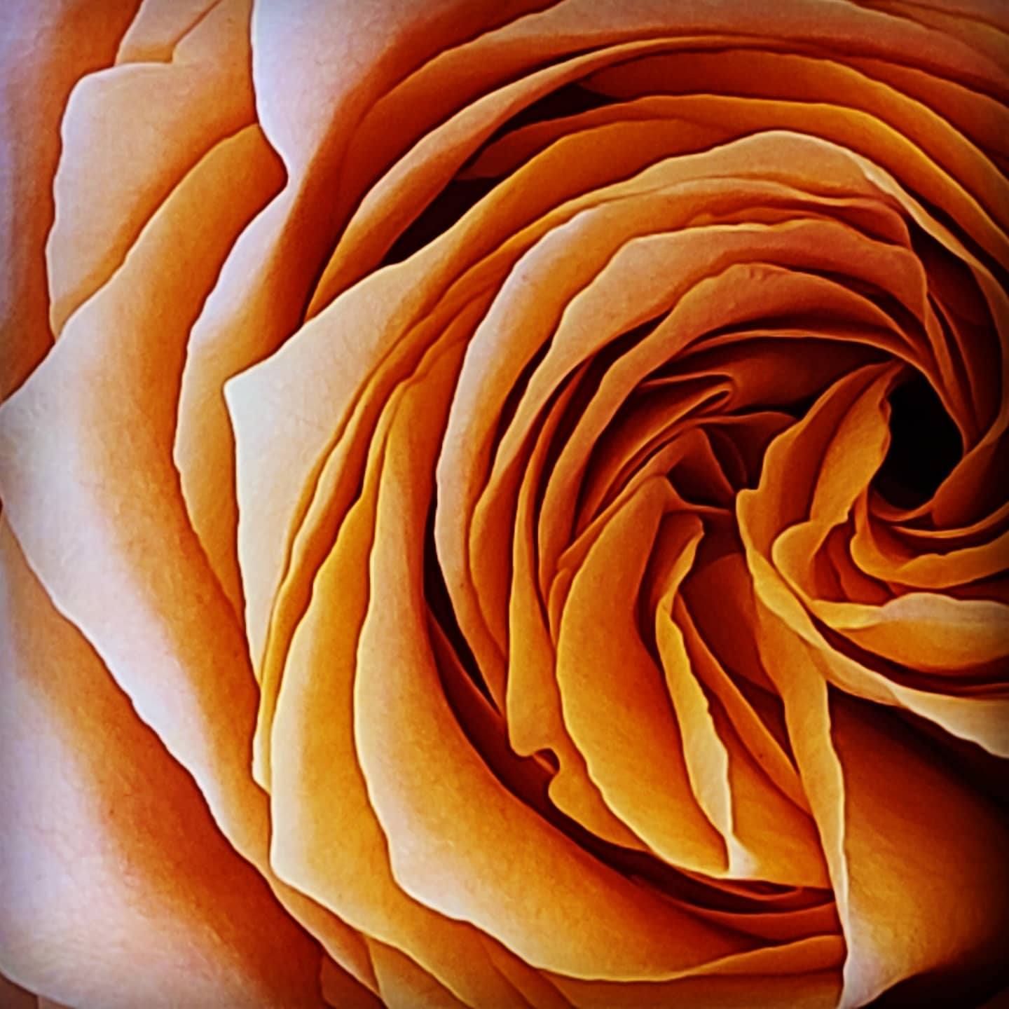 Rose II