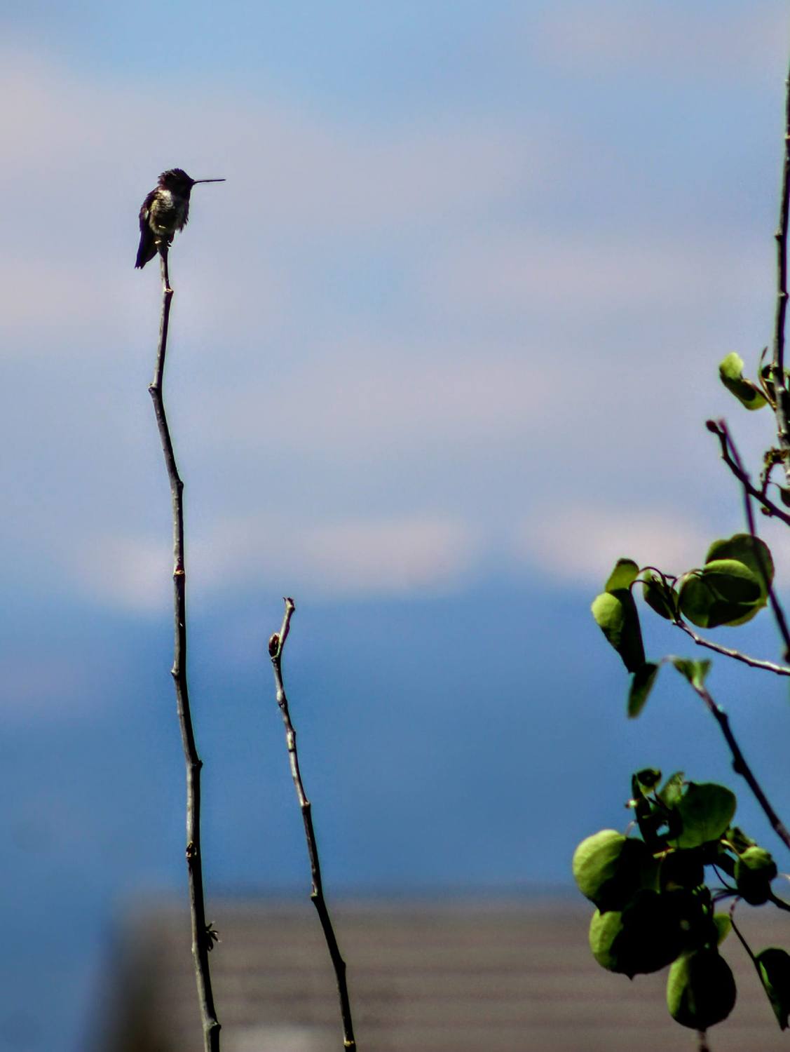 Hummingbird, Perched