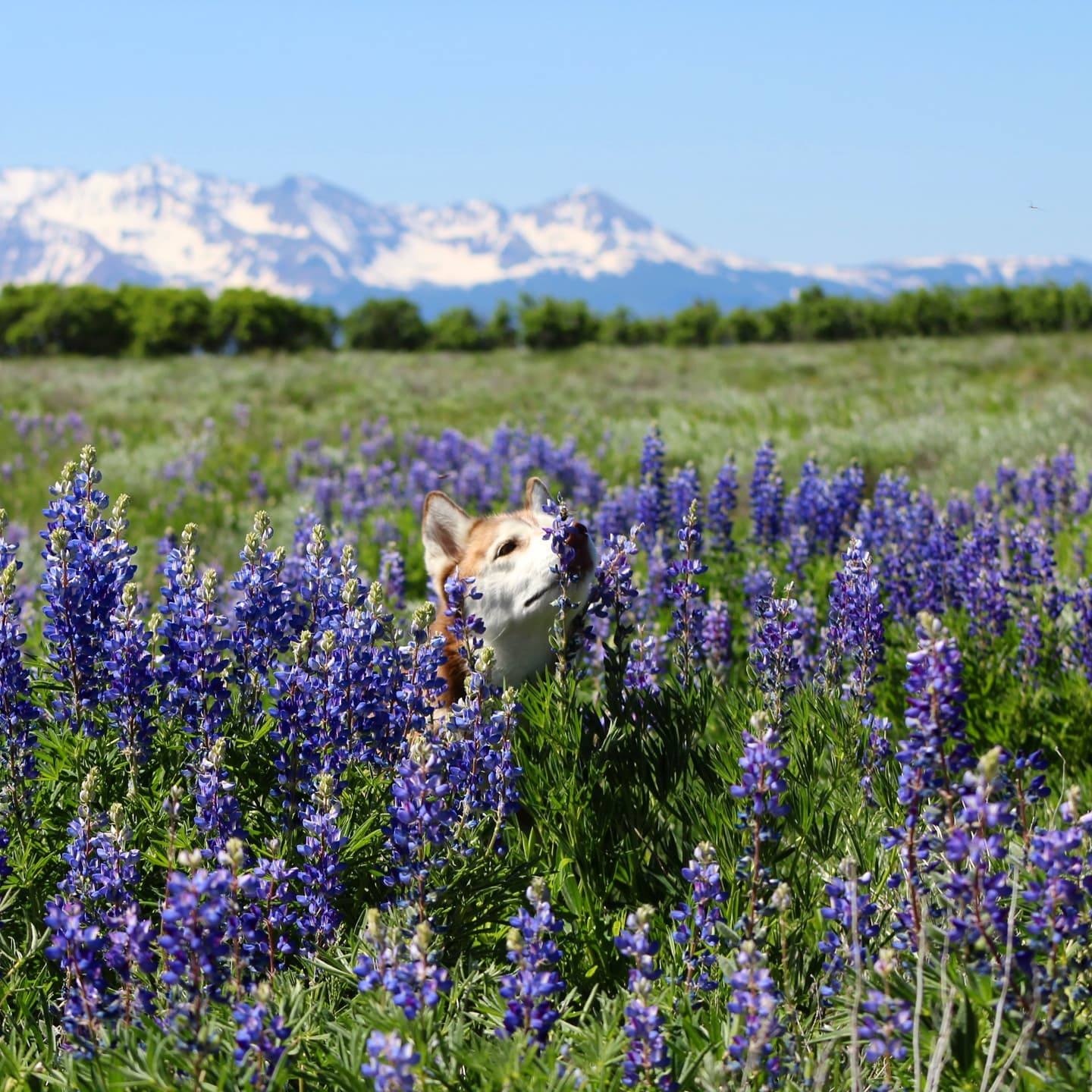 Lupine Pup