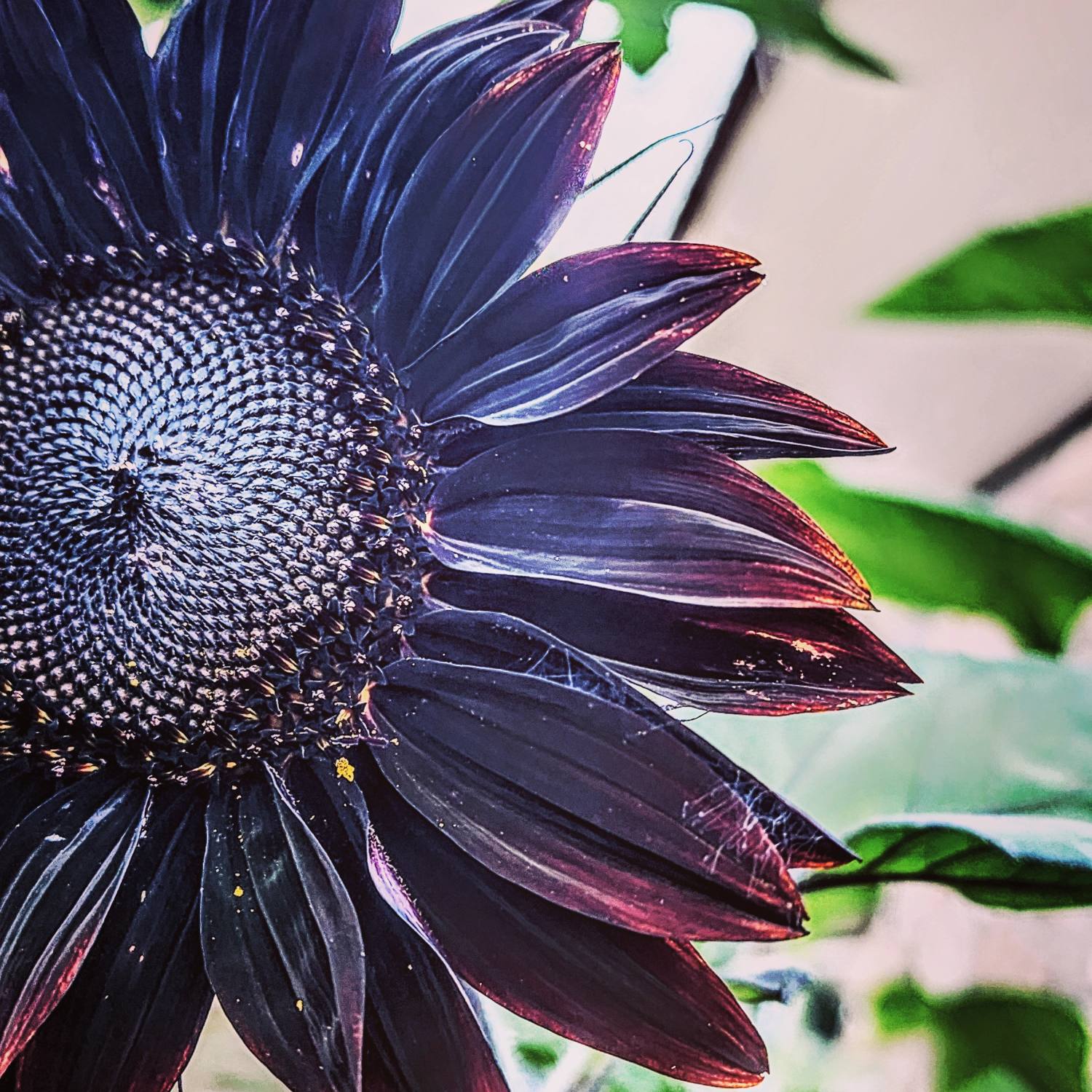 Dark Star