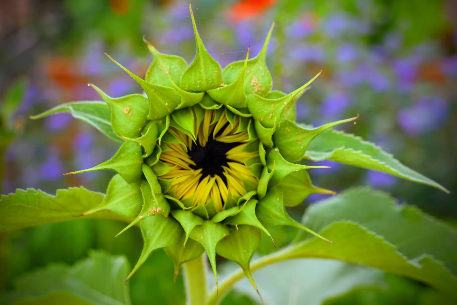Sunflower Eye