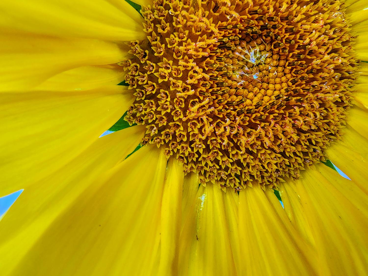Mellow Yellow