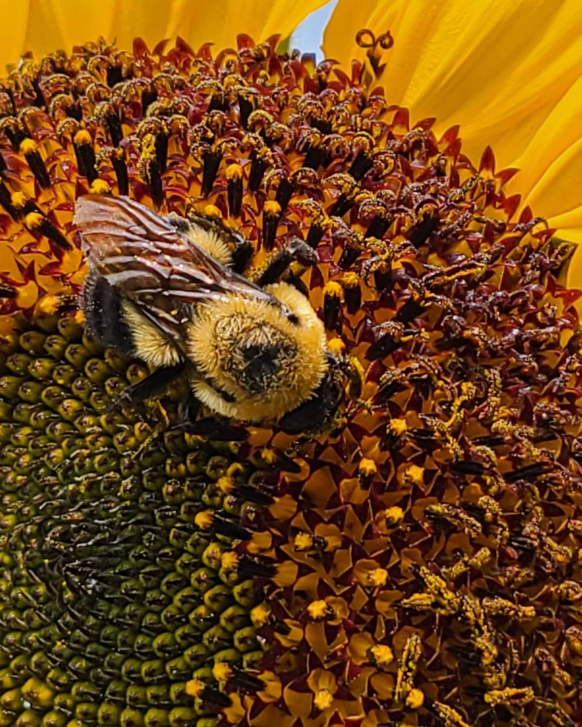 Bee Mine